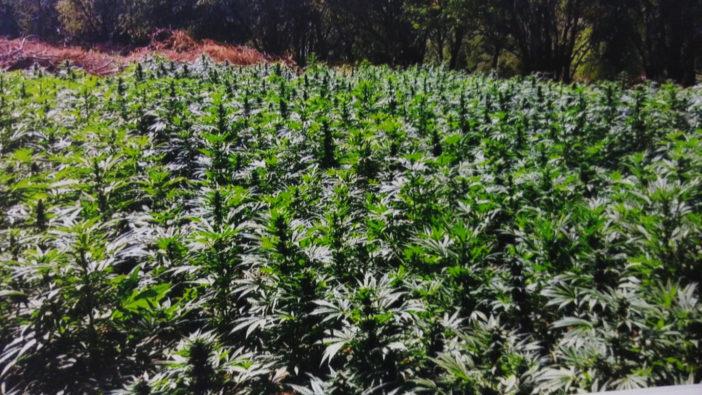 En Canadá se podrá consumir mariguana legalmente este miércoles