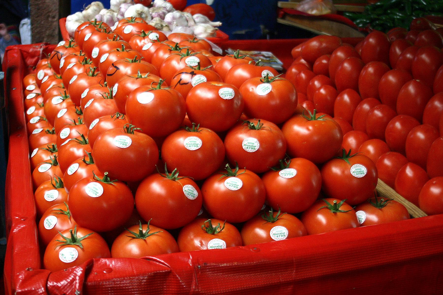 Arancel al tomate recorta hasta un 30% empleo en parcelas, productores