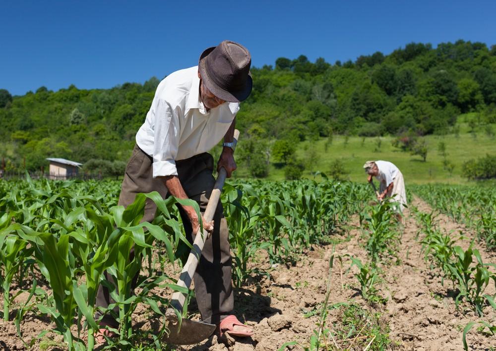 Sembrando Vida se implementará en Hidalgo y Puebla este año