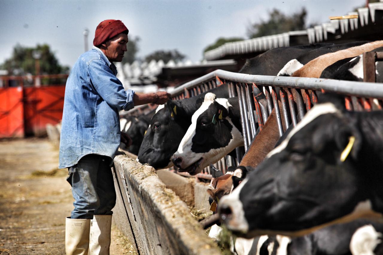 Lecheros piden ayuda al gobierno por caída en el consumo