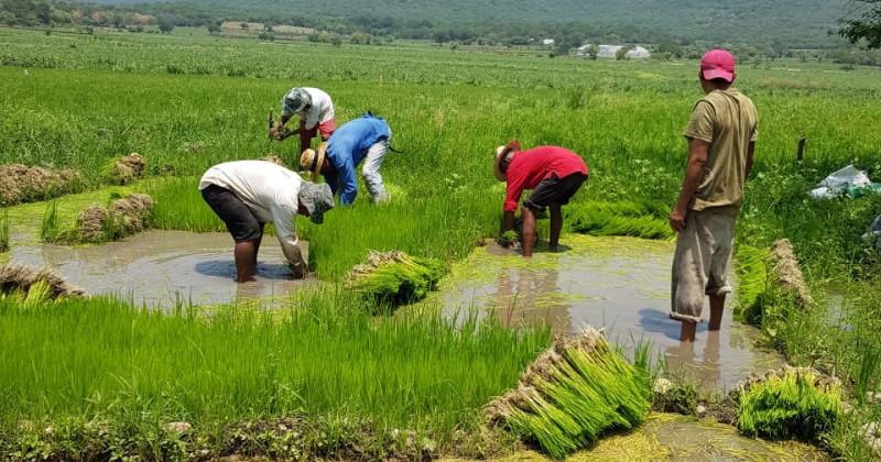 CNA sugiere que menores puedan trabajar en el campo