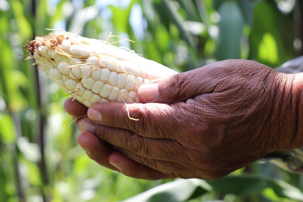 Producción agrícola / @GobCDMX