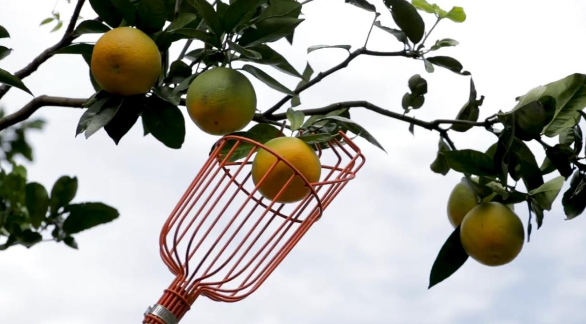 fruticultura