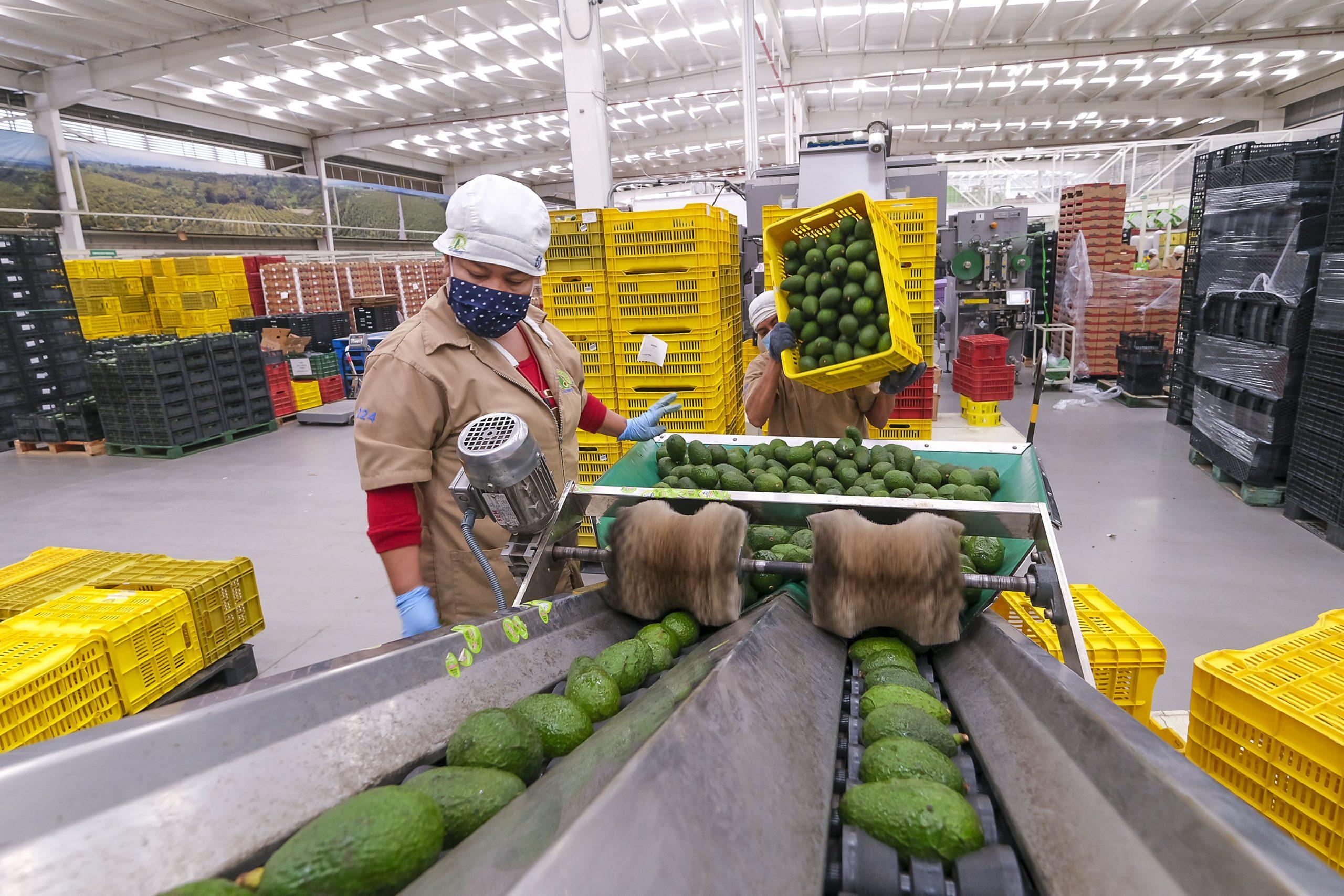 Aguacate producido en Jalisco / @EnriqueAlfaroR