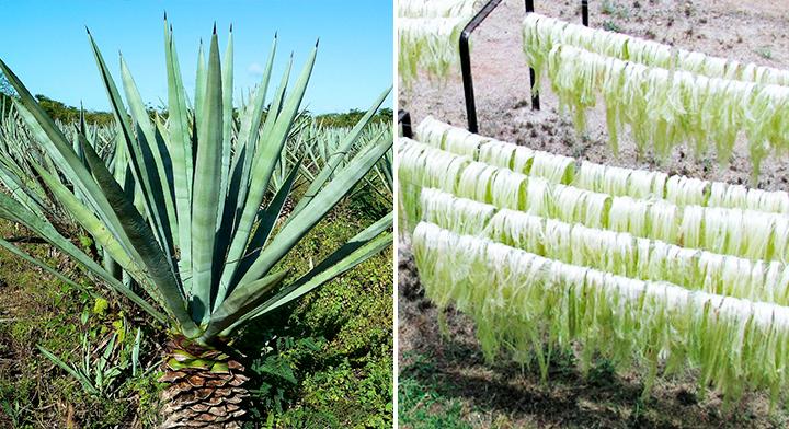 Cultivo del henequén / Sader