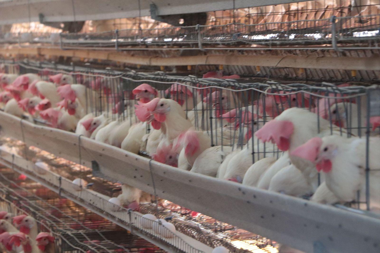 Granja de pollo / @Agricultura_mex